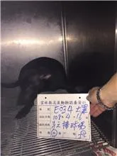 混種犬