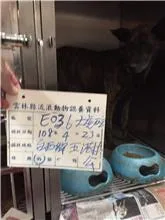 混種犬