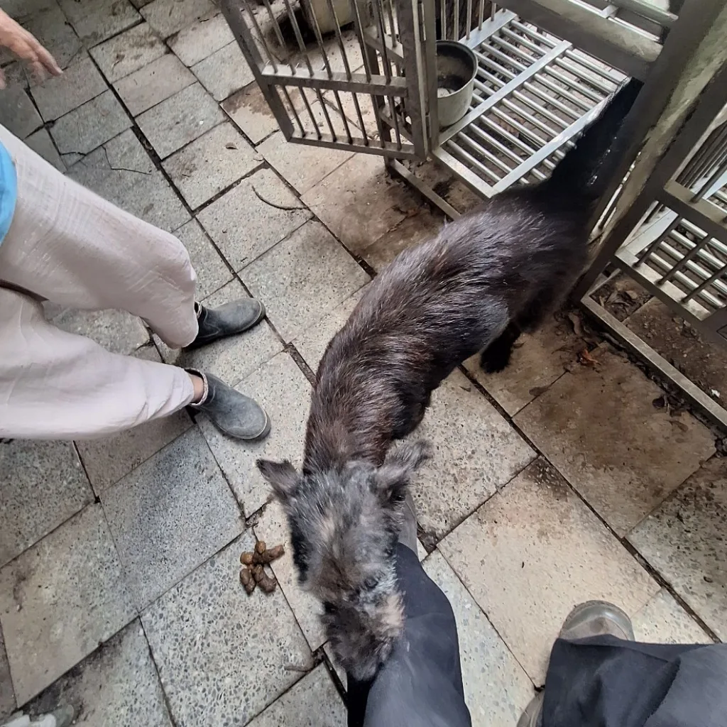 混種犬