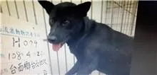 混種犬