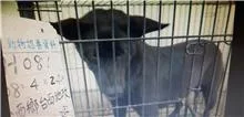 混種犬