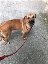 混種犬