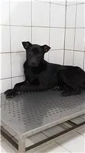 混種犬