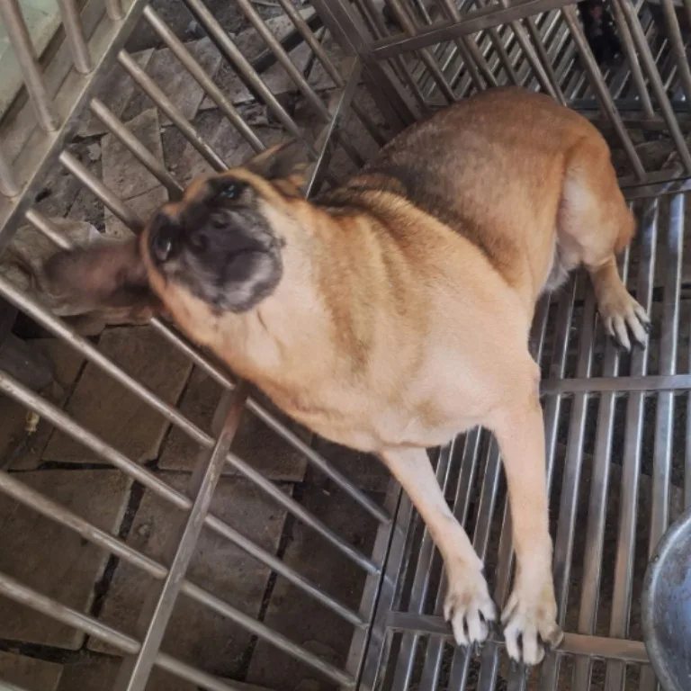 混種犬