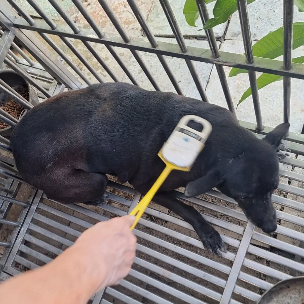 混種犬