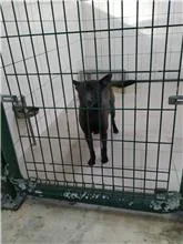 混種犬
