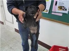 混種犬