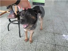 混種犬