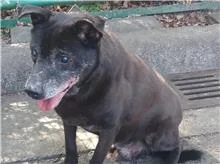 混種犬