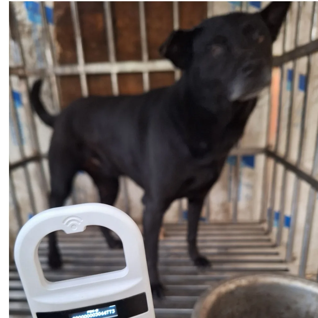 混種犬