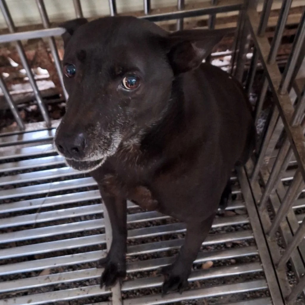 混種犬
