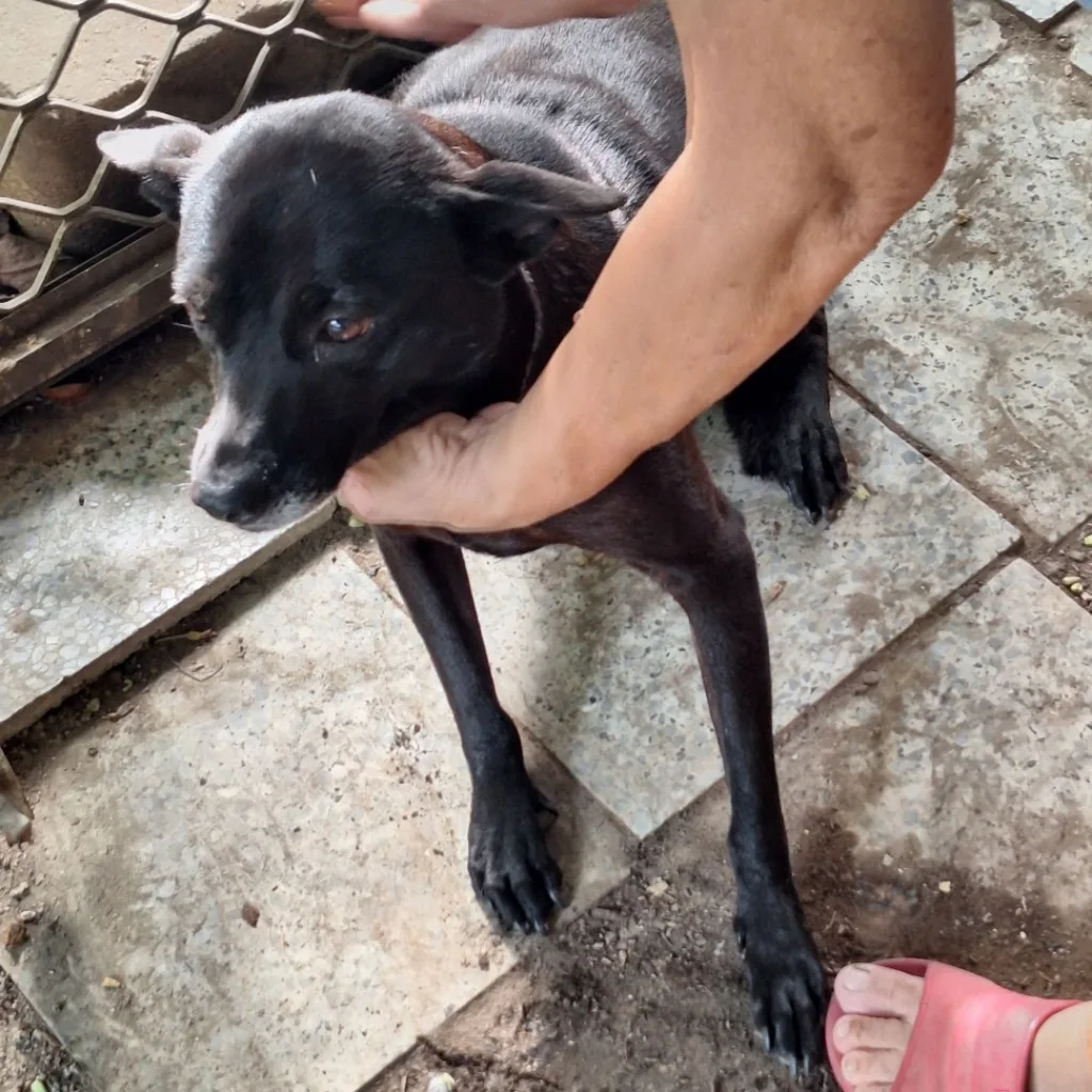 混種犬