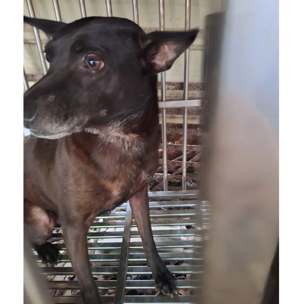 混種犬