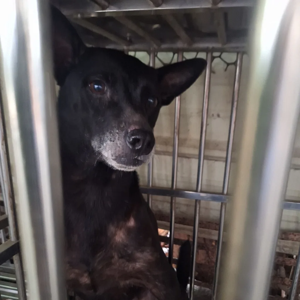 混種犬