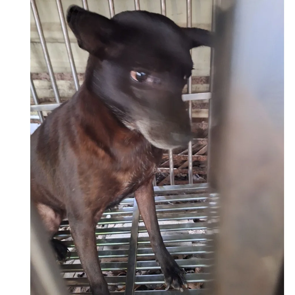 混種犬