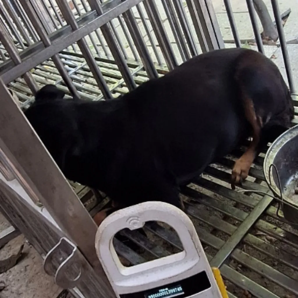 混種犬