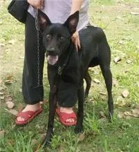 混種犬