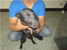 混種犬