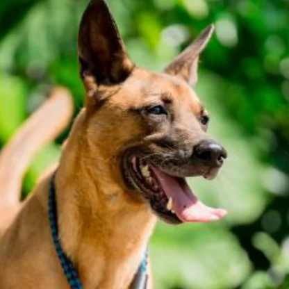 混種犬