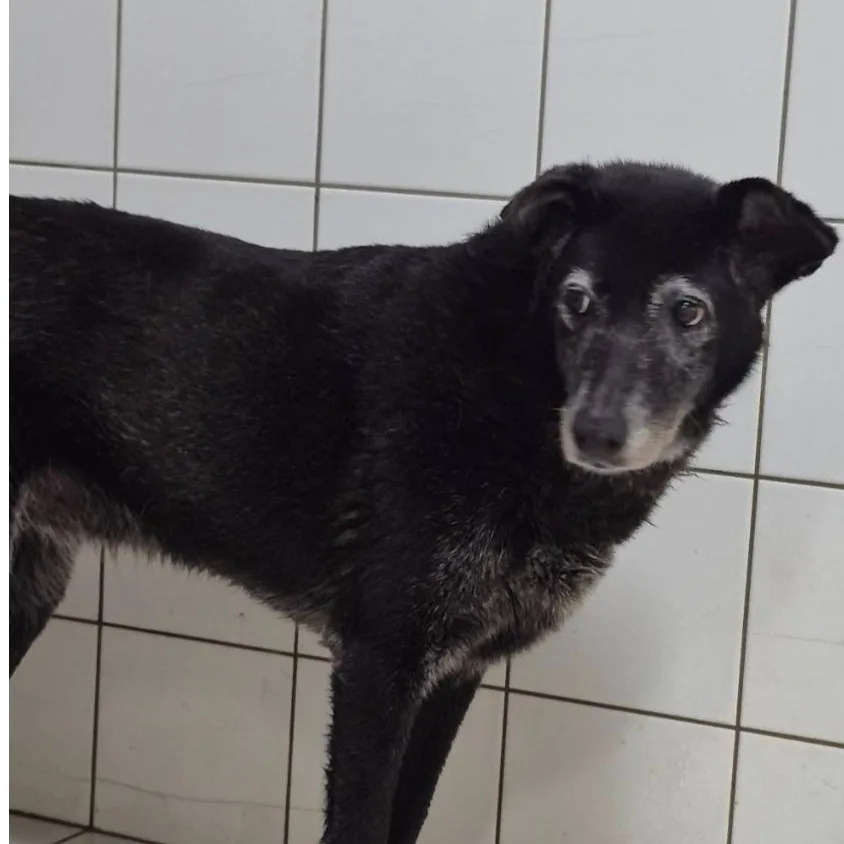 混種犬