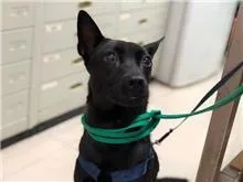混種犬